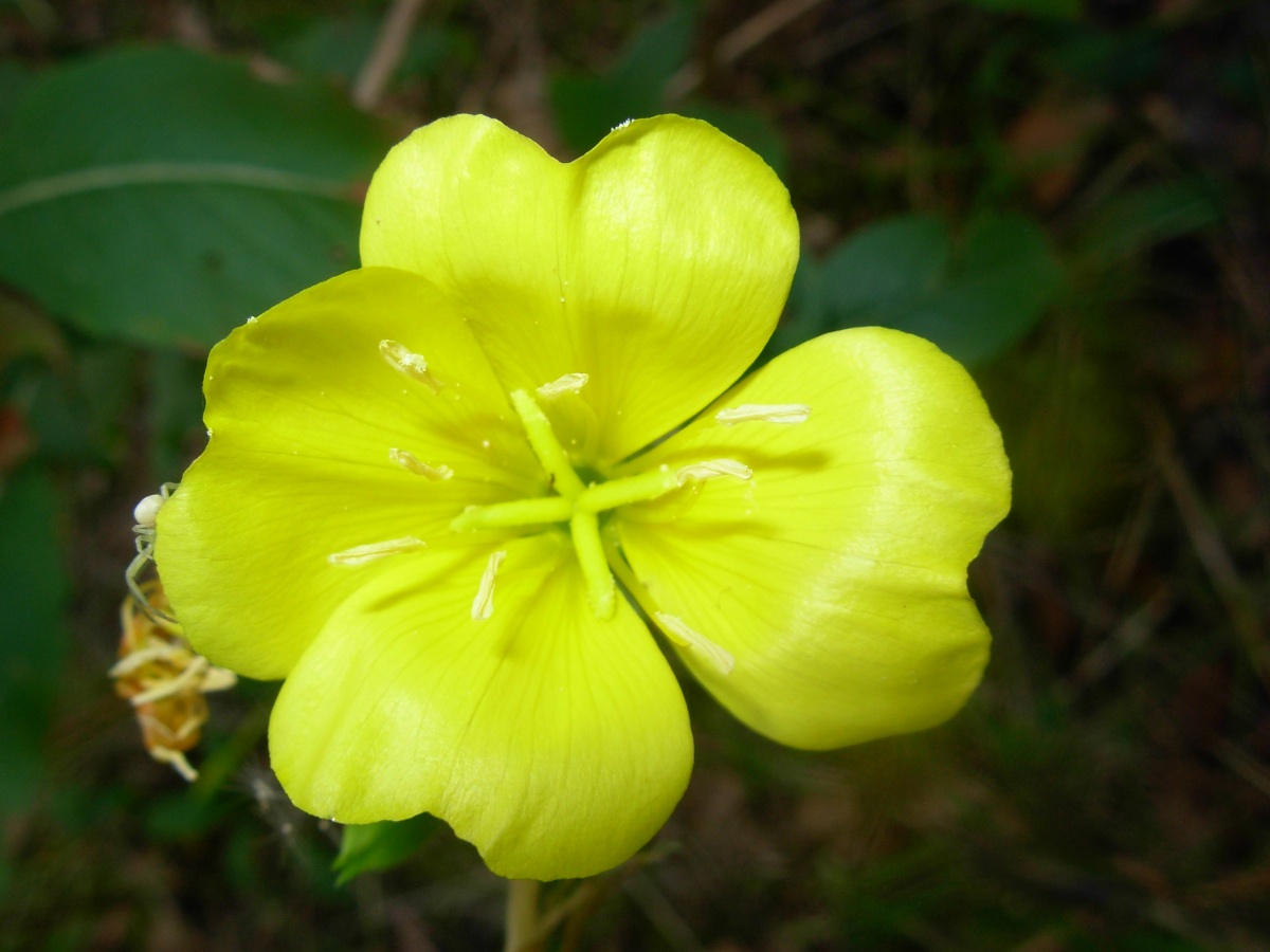 Oenothera stucchii / Enagra di Stucchi